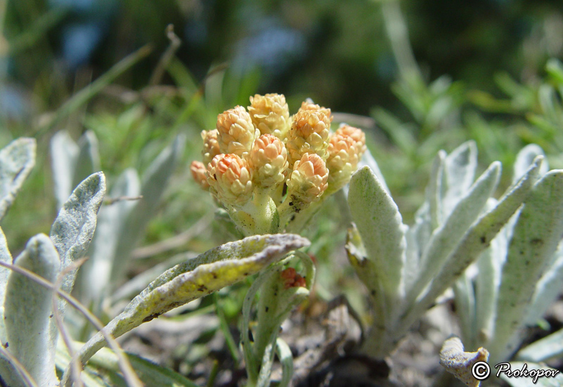 Изображение особи Helichrysum arenarium.