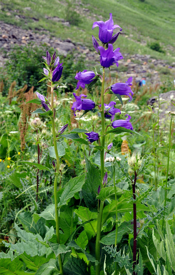 Image of Campanula latifolia specimen.