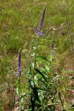 Veronica longifolia