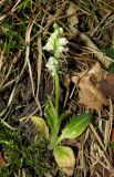 Goodyera repens. Цветущее растение. Горный Крым, окр. пер. Гурзуфское Седло, 1150 м н.у.м., крутой склон в сосновом лесу. 29 июля 2016 г.