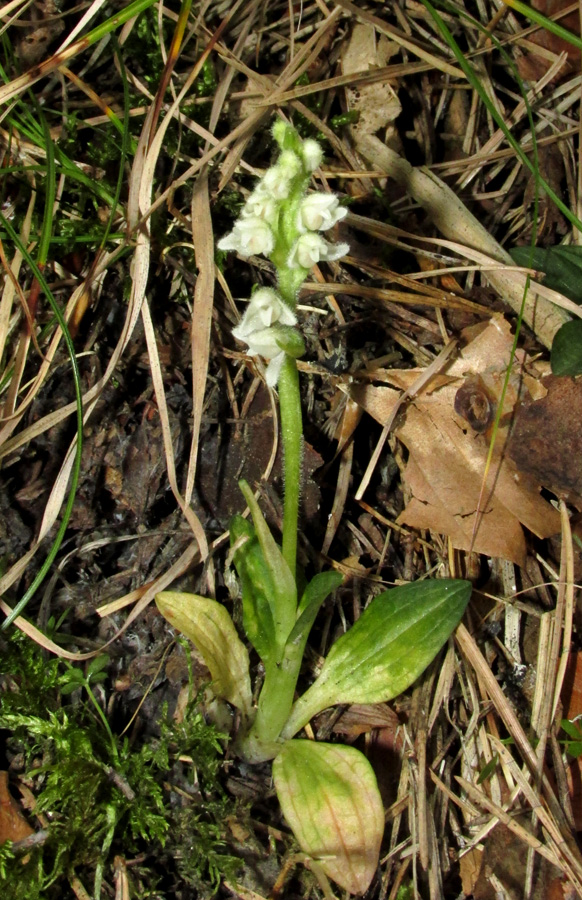 Изображение особи Goodyera repens.