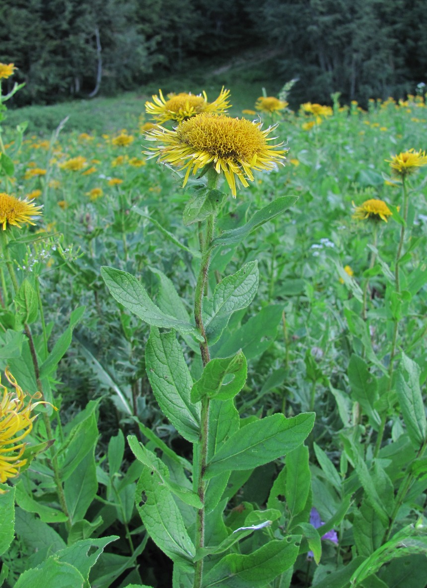 Изображение особи Inula grandiflora.