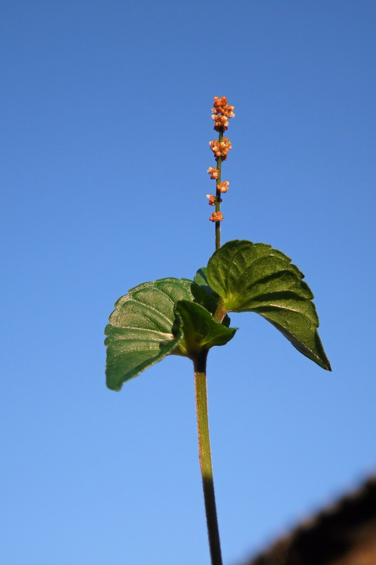 Изображение особи Acalypha australis.