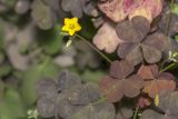 Oxalis stricta. Часть цветущего растения с листьями, поражёнными мучнистой росой Erysiphe russellii. Саратов, Кумысная поляна, дачный участок. 13.08.2016.