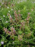 Pedicularis resupinata