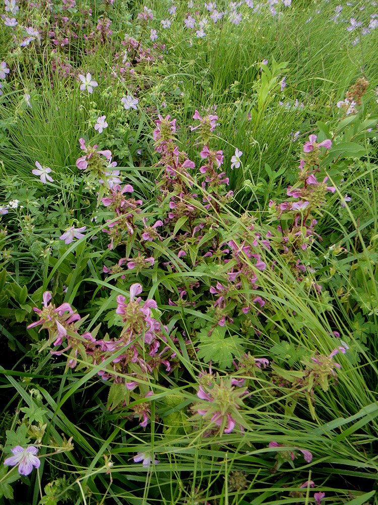 Image of Pedicularis resupinata specimen.