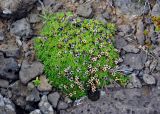 Silene acaulis