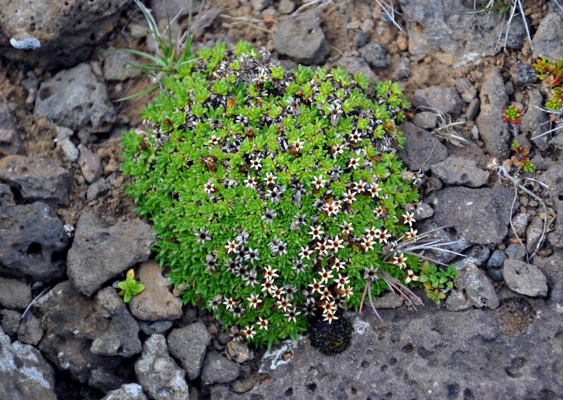 Изображение особи Silene acaulis.