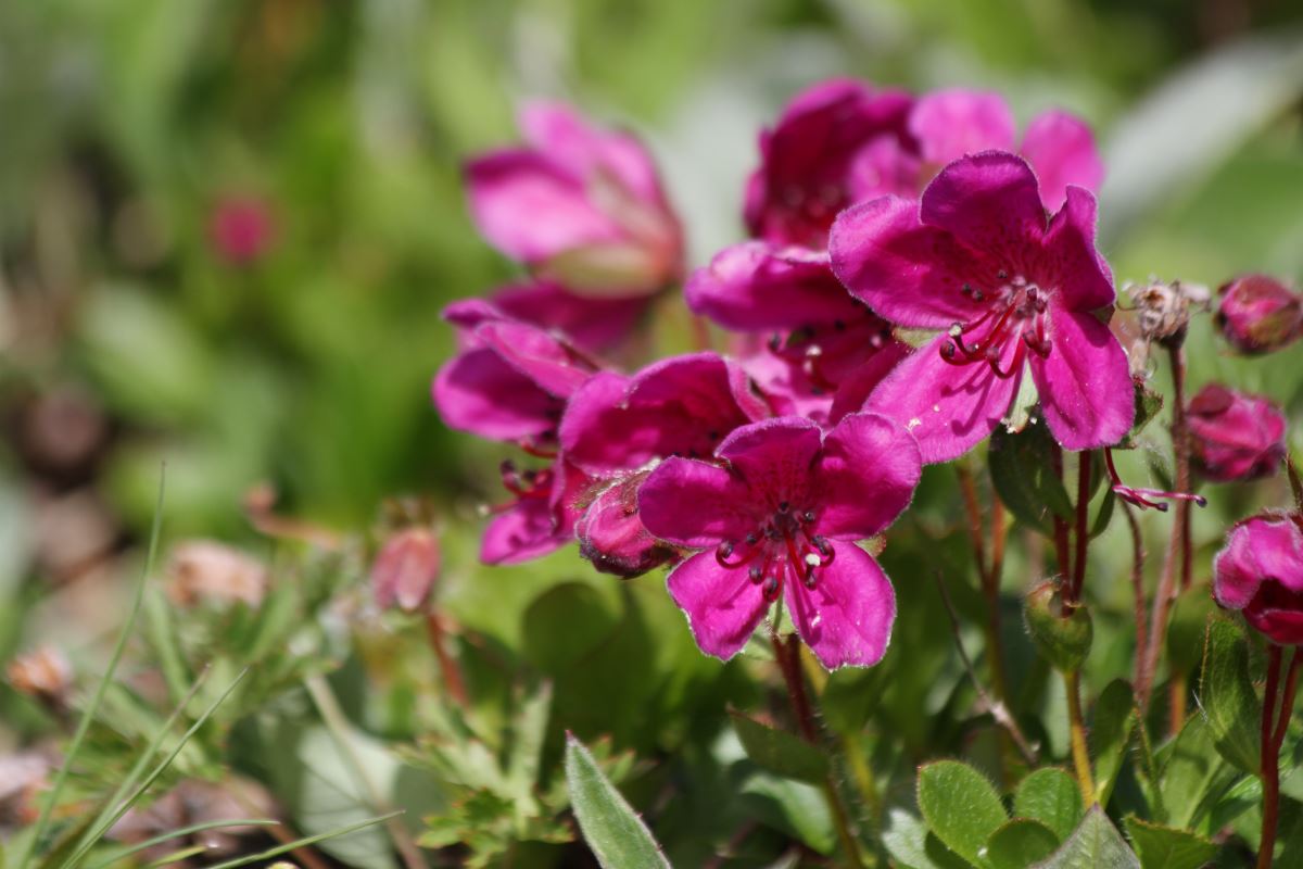 Изображение особи Rhododendron camtschaticum.