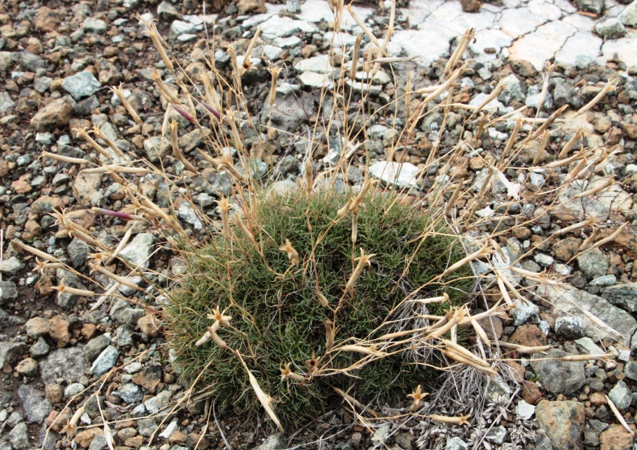 Image of Dianthus klokovii specimen.