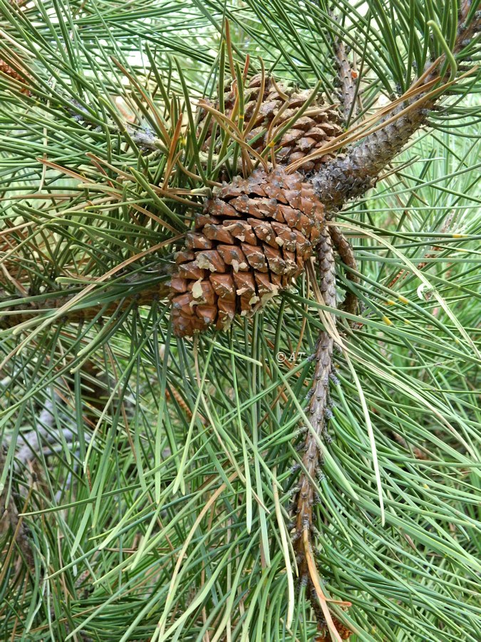 Image of Pinus nigra specimen.