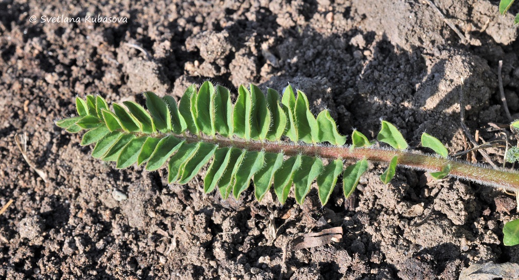 Image of Astragalus alopecurus specimen.