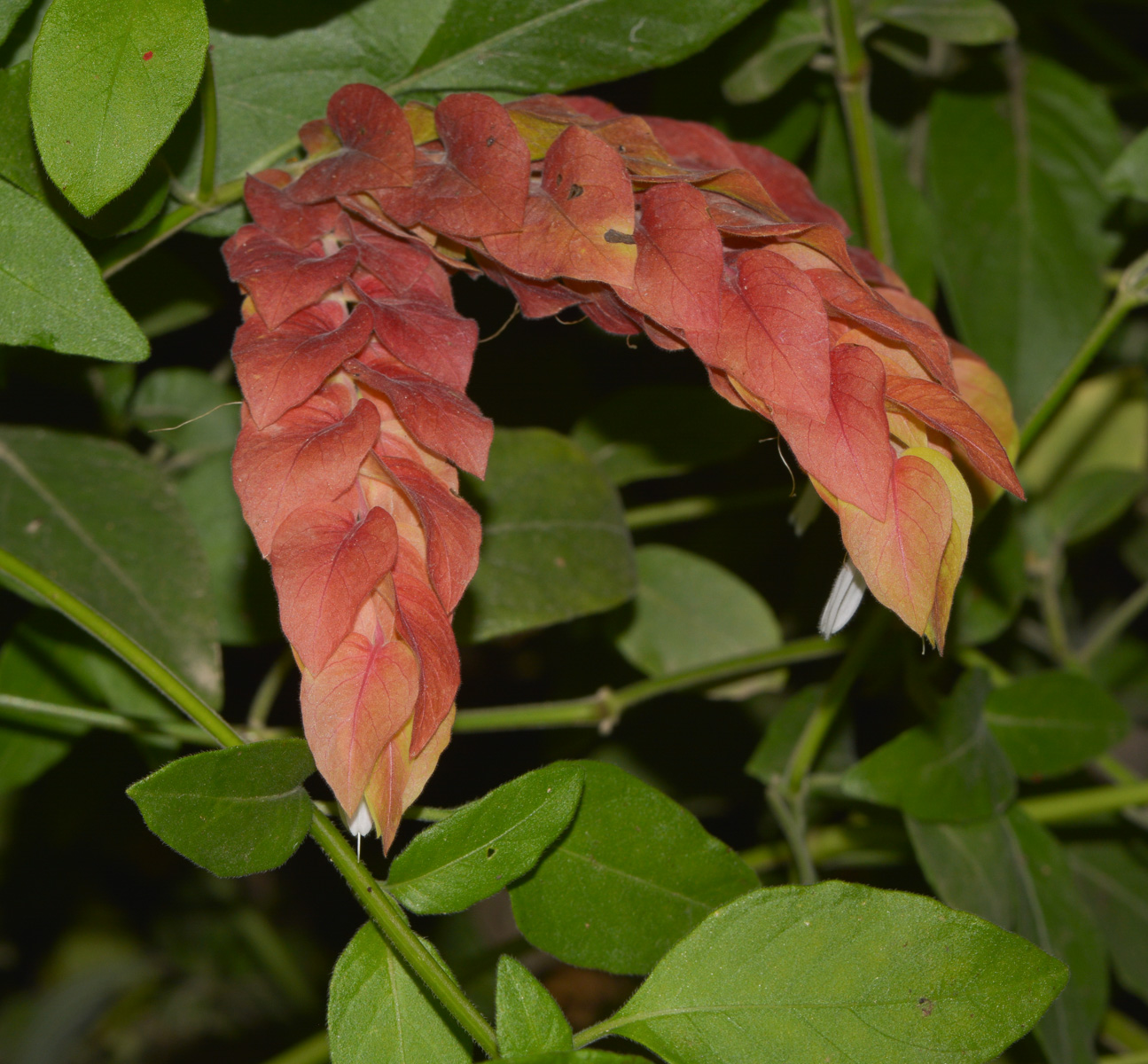 Image of Justicia fulvicoma specimen.