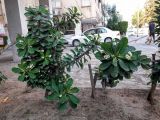 Euphorbia splendens