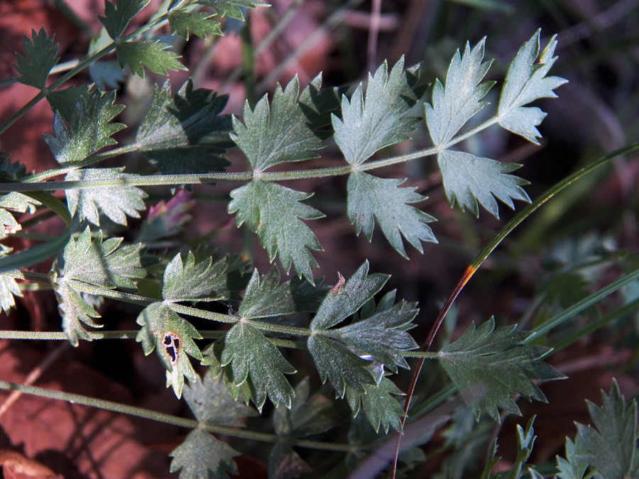 Изображение особи Pimpinella tragium.