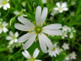 Stellaria holostea. Цветок. Беларусь, Гродненская обл., Новогрудский р-н, дер. Нёвда, суходольный разнотравный луг. 19.05.2016.