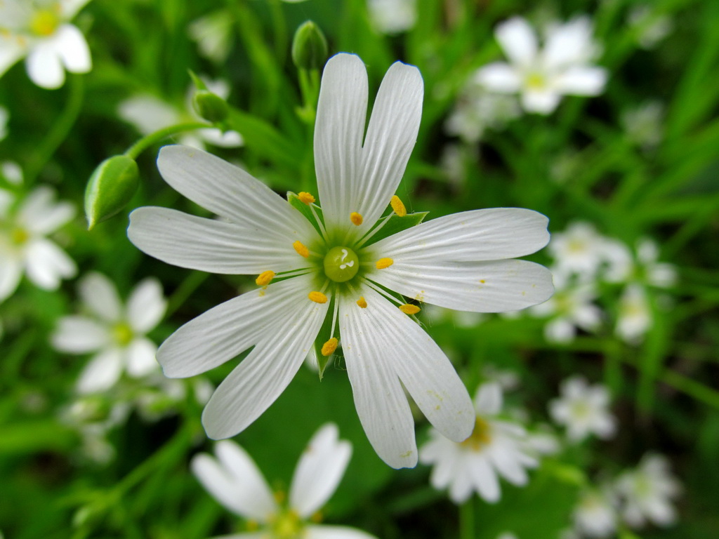 Image of Stellaria holostea specimen.