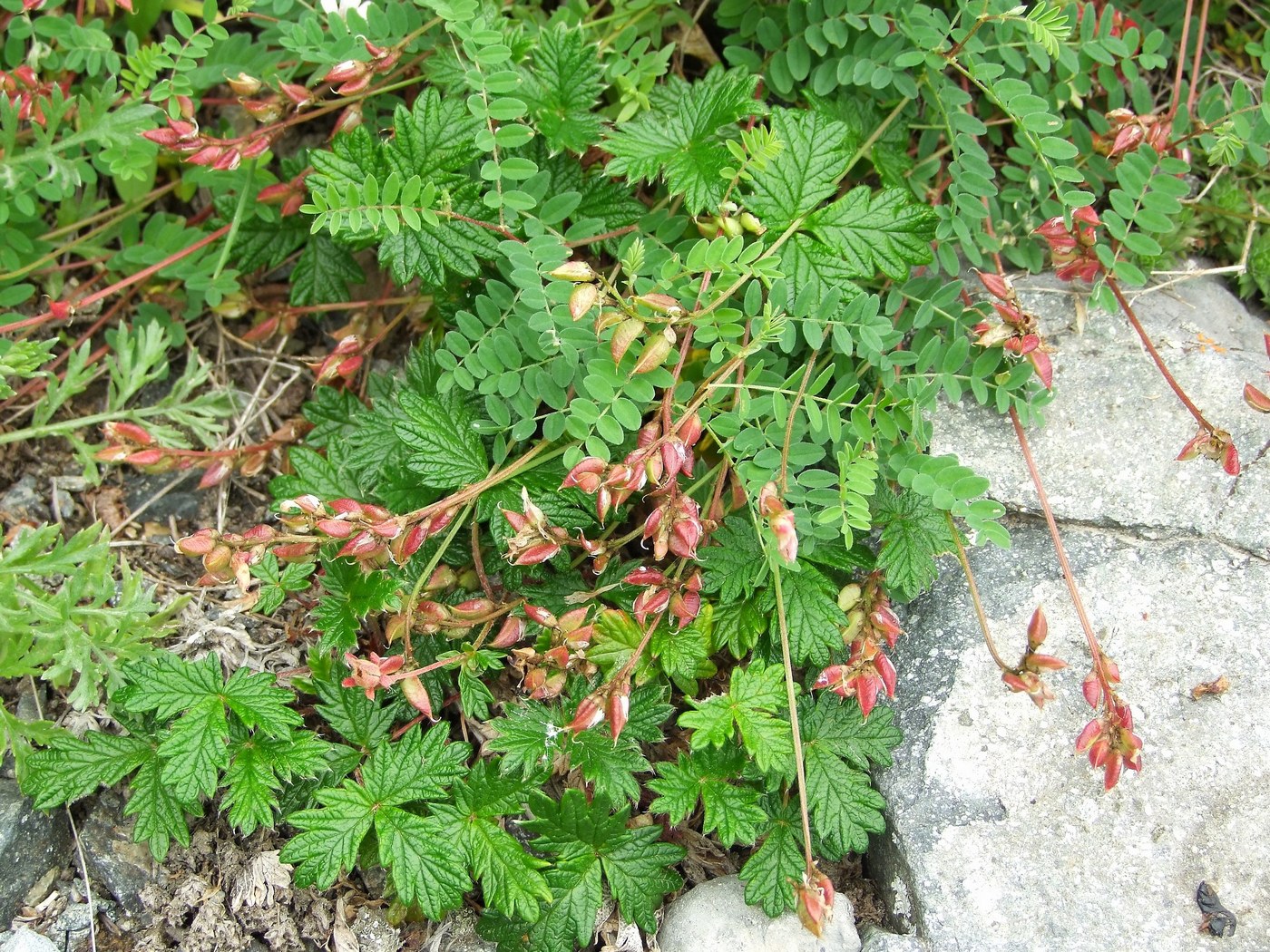 Изображение особи Astragalus vallicoides.