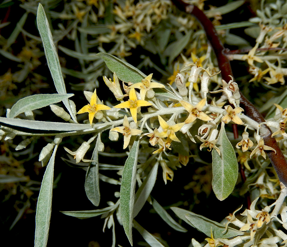 Image of Elaeagnus angustifolia specimen.