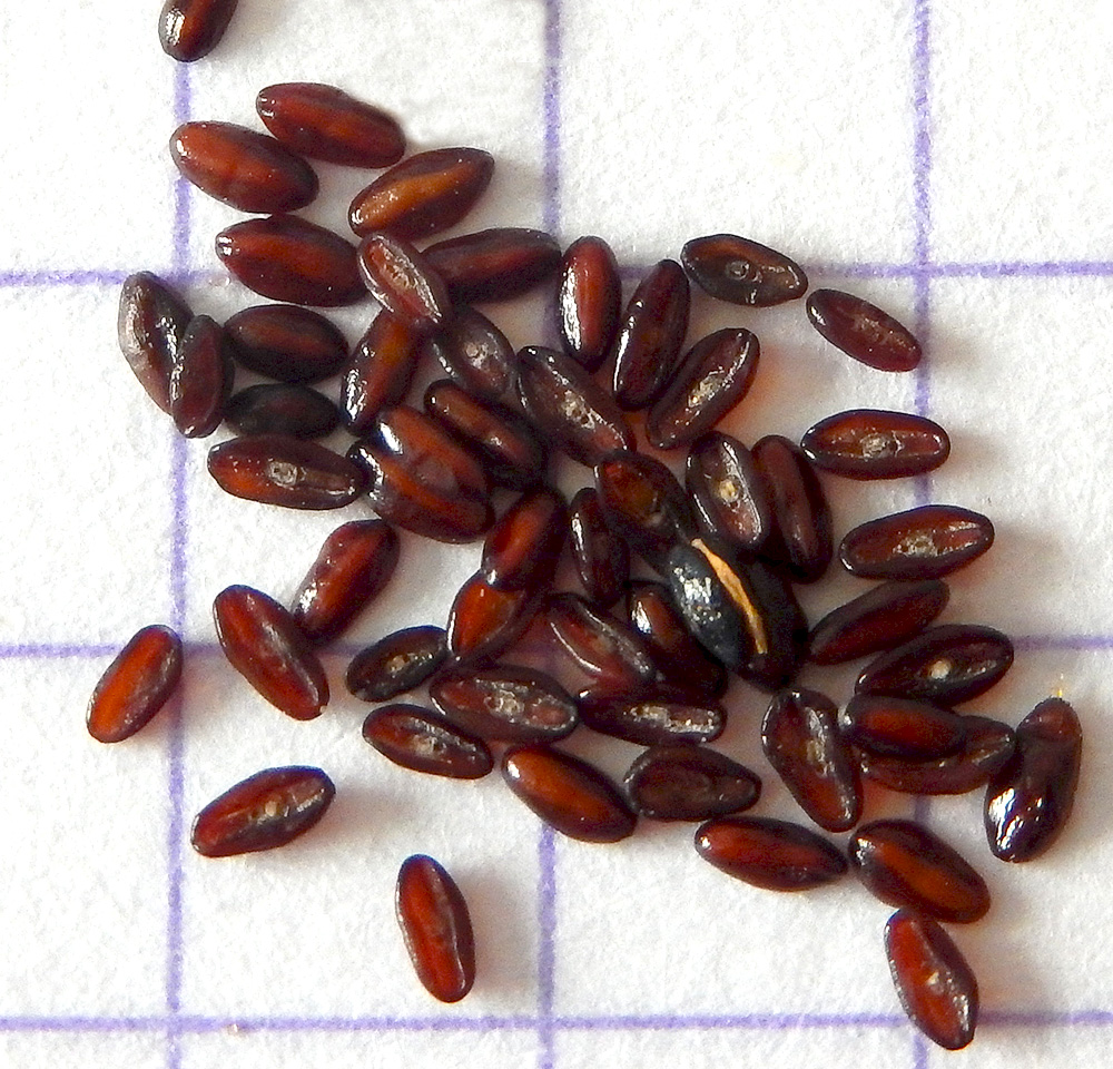 Image of Plantago arenaria specimen.