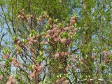 Salix krylovii