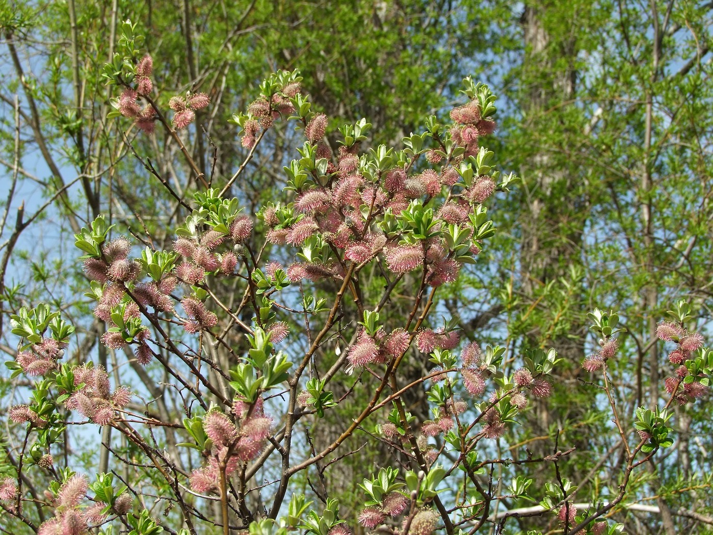 Image of Salix krylovii specimen.