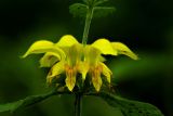 Galeobdolon luteum