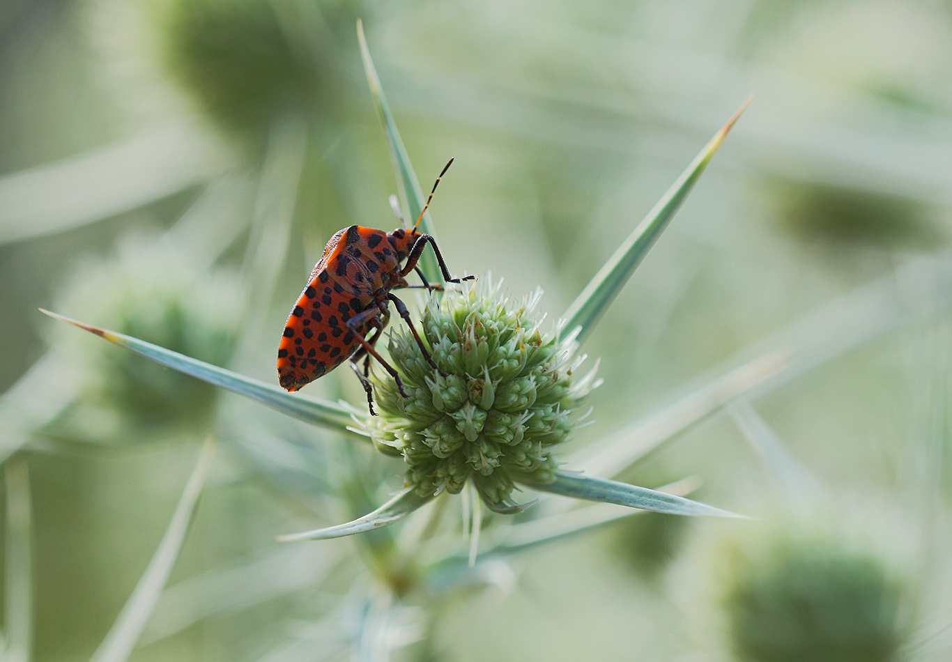 Image of Eryngium campestre specimen.