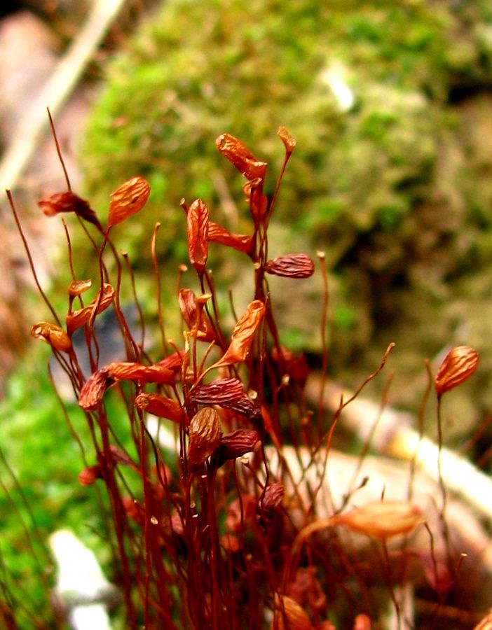 Image of Funaria hygrometrica specimen.