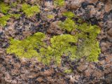 genus Pleopsidium