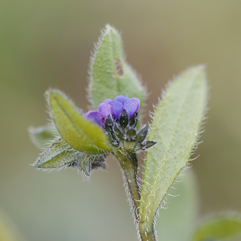 Изображение особи Asperugo procumbens.