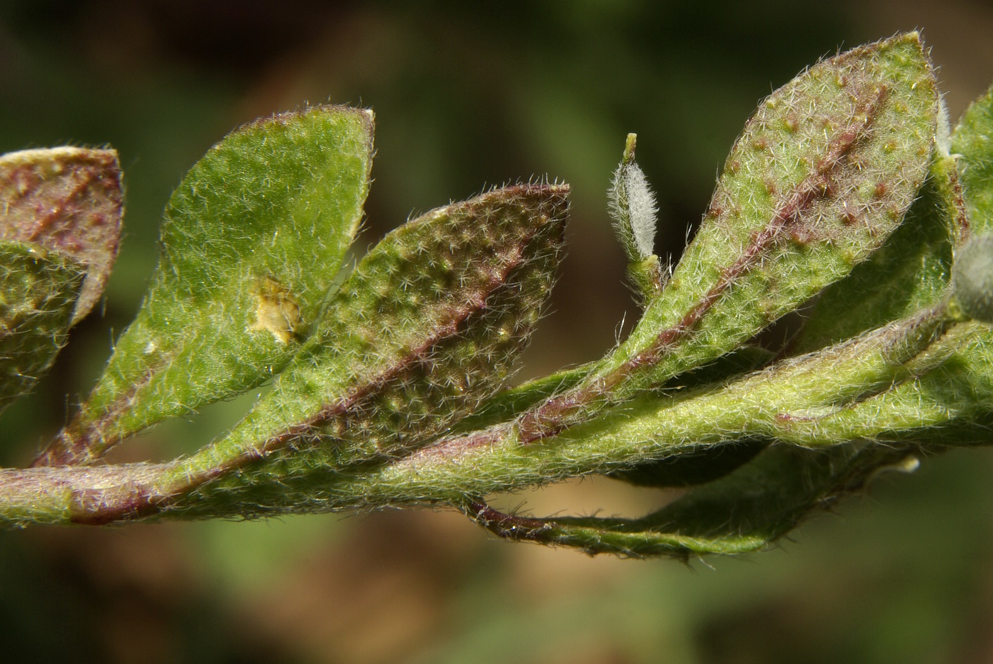 Image of Alyssum simplex specimen.