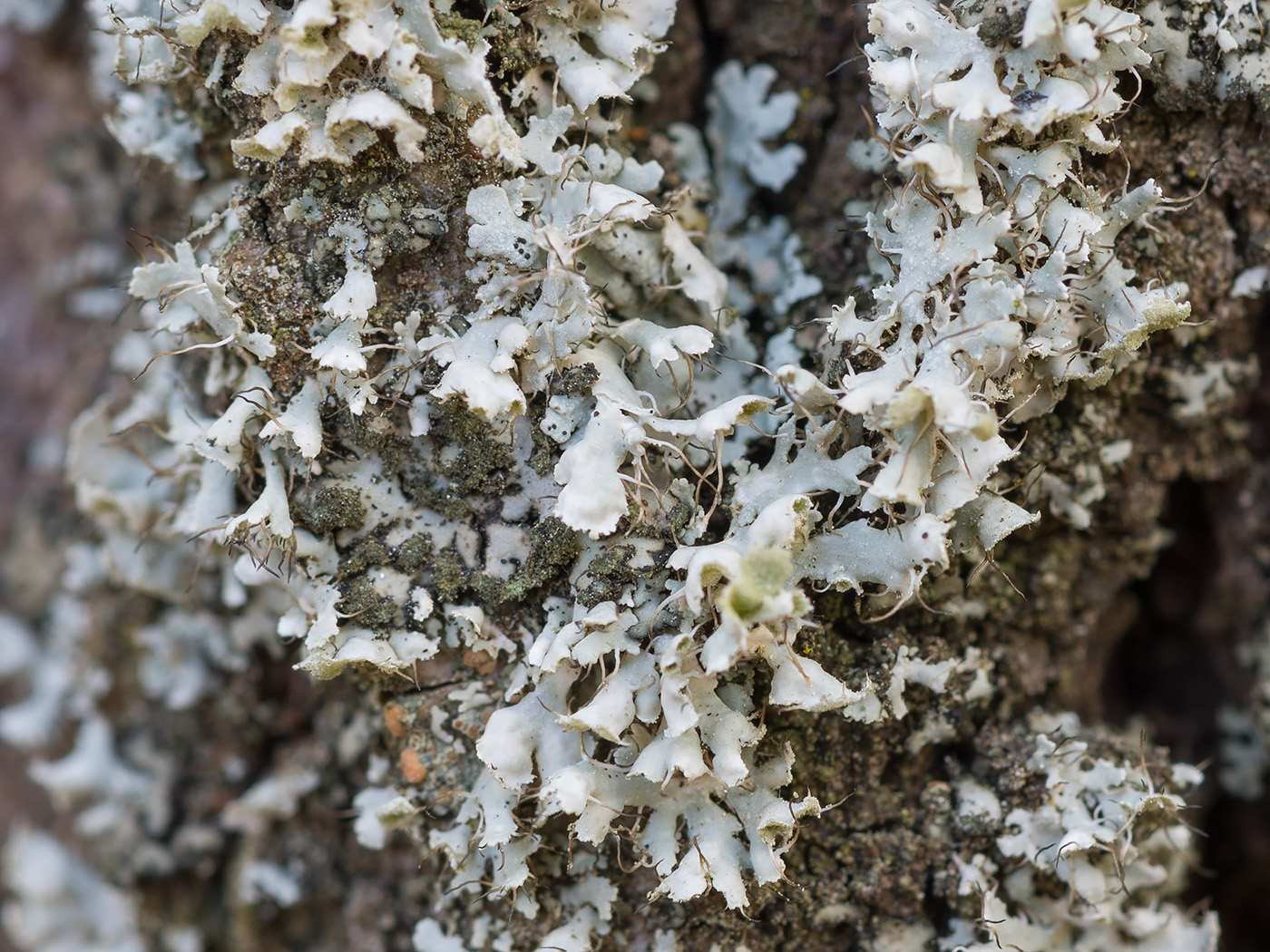 Image of Physcia adscendens specimen.