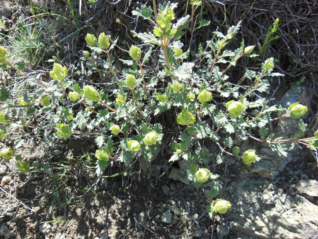 Изображение особи Scutellaria darriensis.