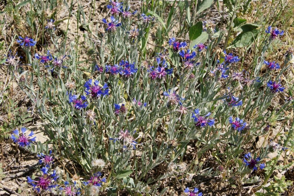 Изображение особи Centaurea depressa.