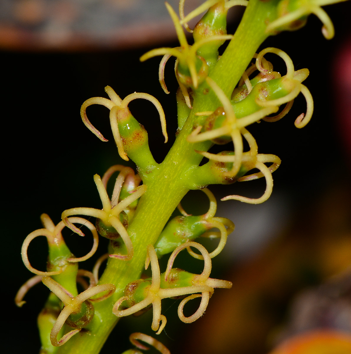 Изображение особи Codiaeum variegatum.
