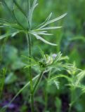 Ranunculus polyanthemos