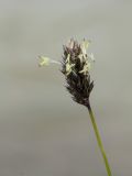 Sesleria caerulea