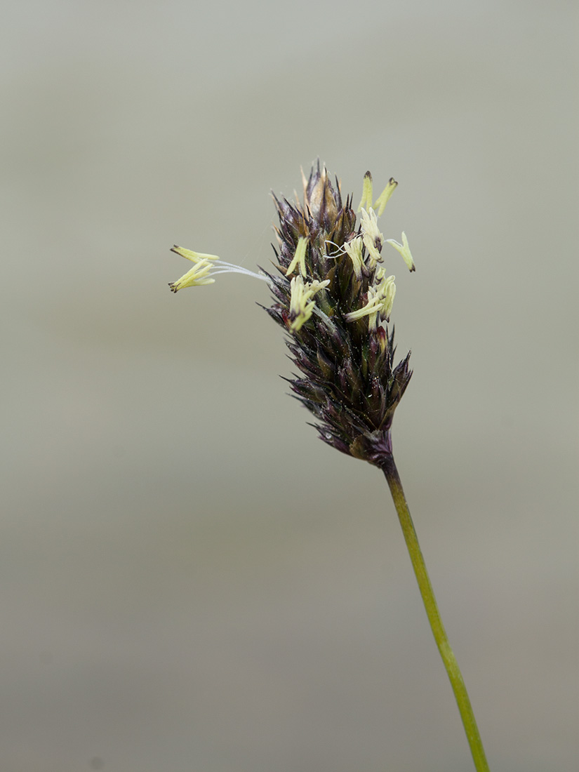 Image of Sesleria caerulea specimen.