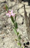 Centaurium spicatum. Цветущее растение. Краснодарский край, Ейский лиман, коса Глафировская, на глинисто-ракушечном солончаке. 28.06.2017.