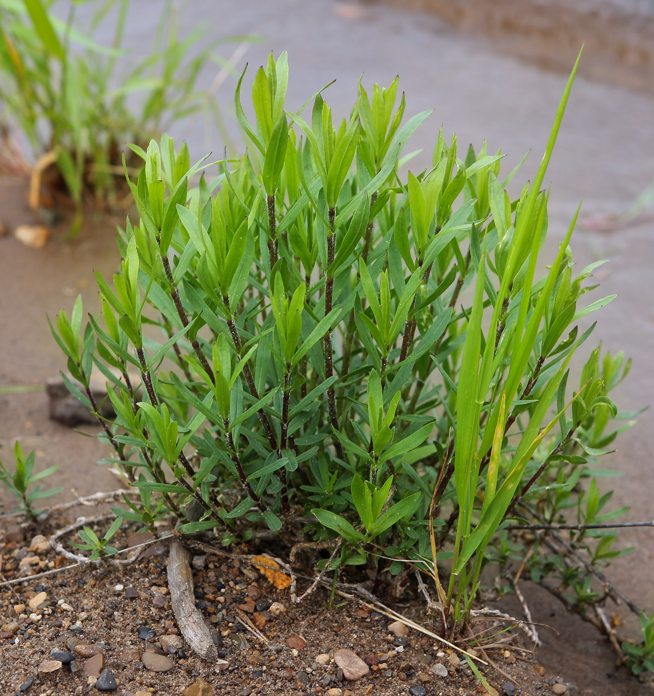 Изображение особи Silene tatarica.