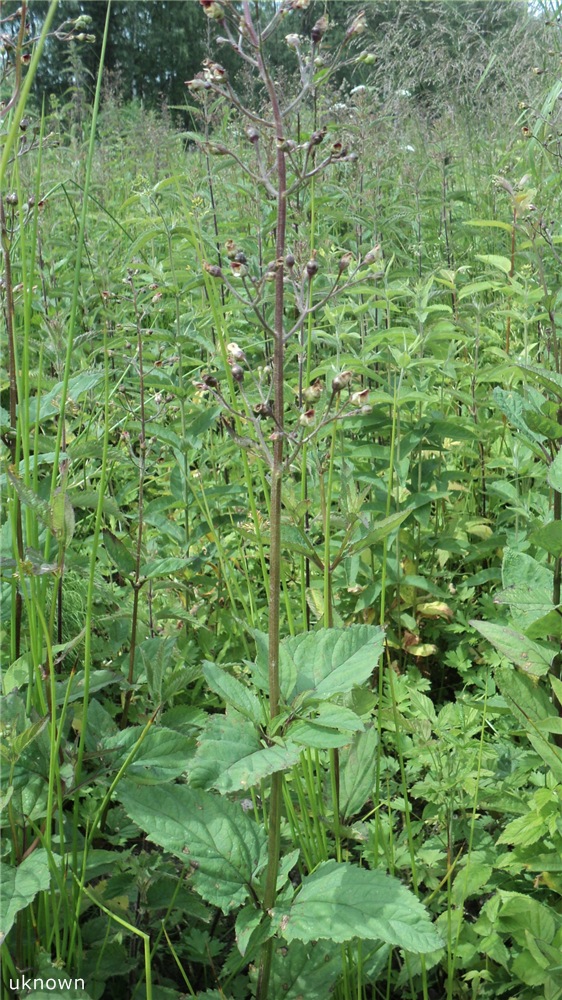 Изображение особи Scrophularia nodosa.