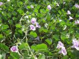 Ipomoea pes-caprae