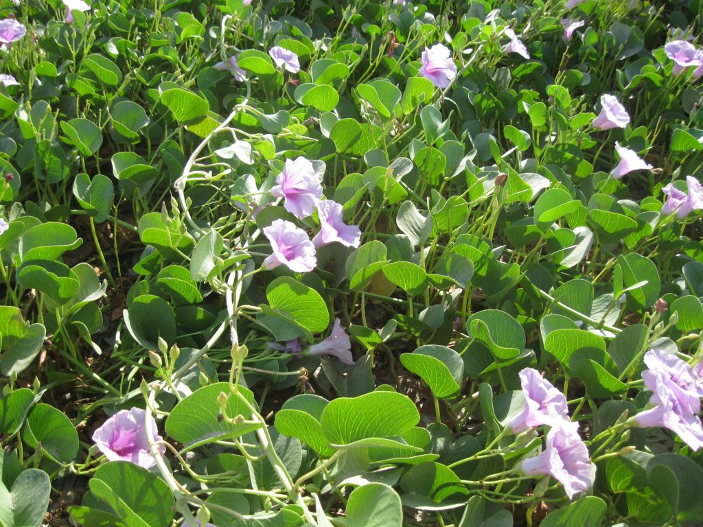 Image of Ipomoea pes-caprae specimen.