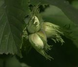 Corylus avellana
