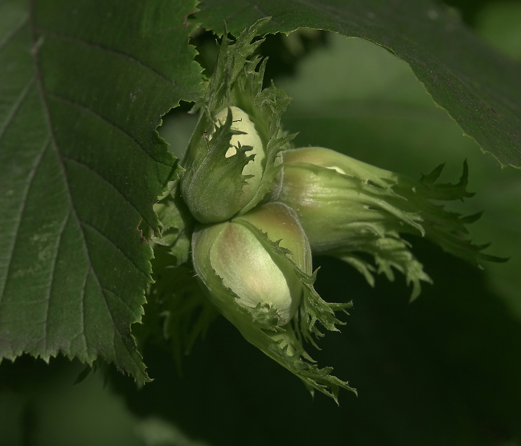 Image of Corylus avellana specimen.