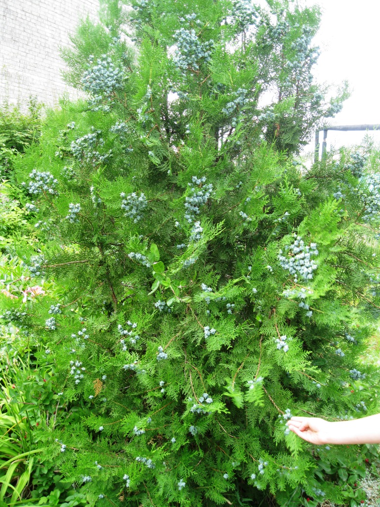 Image of Platycladus orientalis specimen.