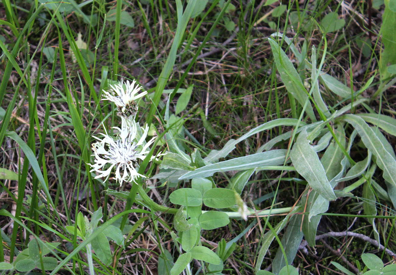 Image of Centaurea cheiranthifolia specimen.