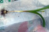 Allium fetisowii