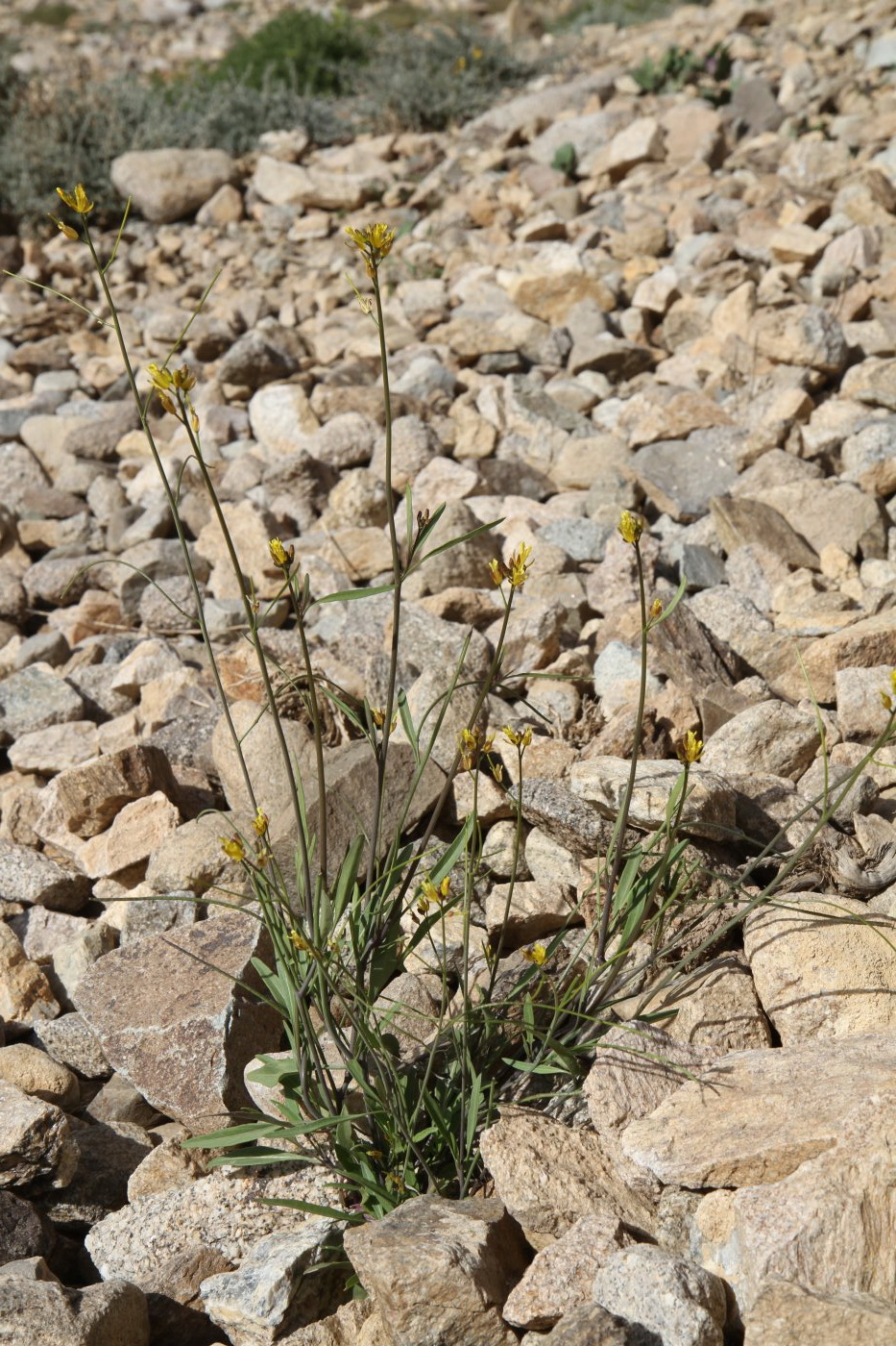 Image of familia Brassicaceae specimen.